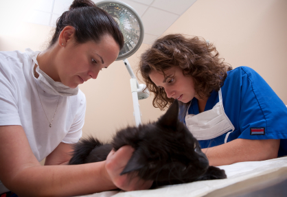 Veterinary Technician Program New York